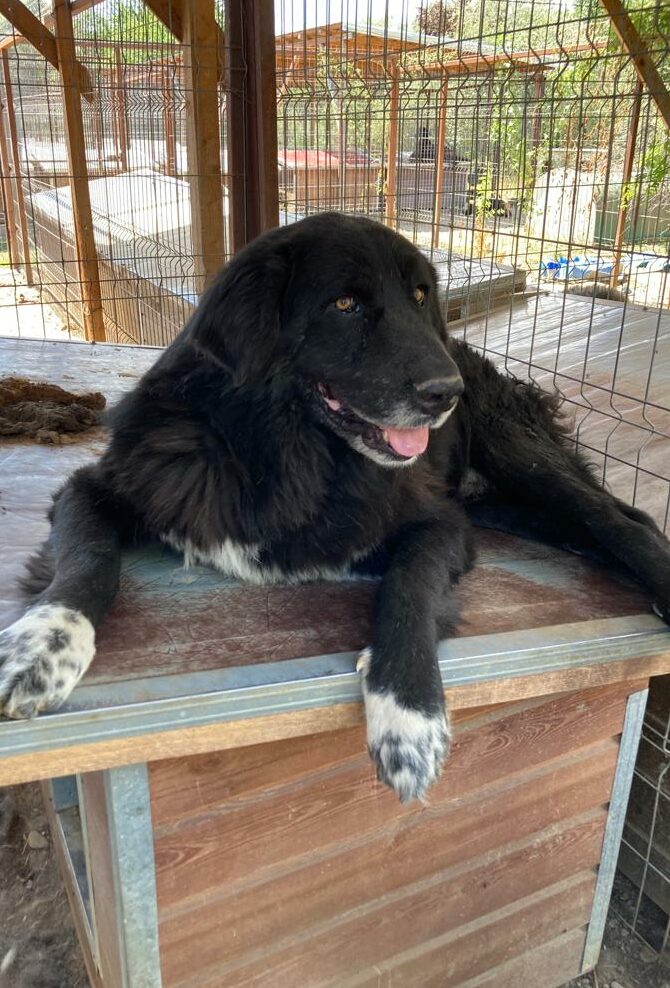 Sylas Vermittlungsportal der Hilfe für HSH e.V.