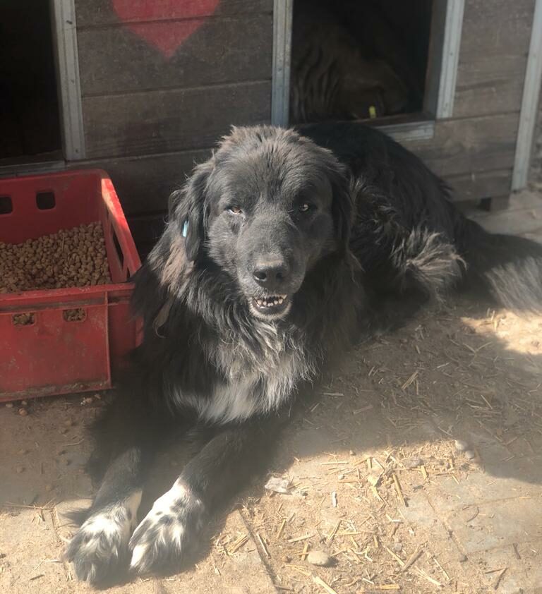 Friedel Vermittlungsportal der Hilfe für HSH e.V.