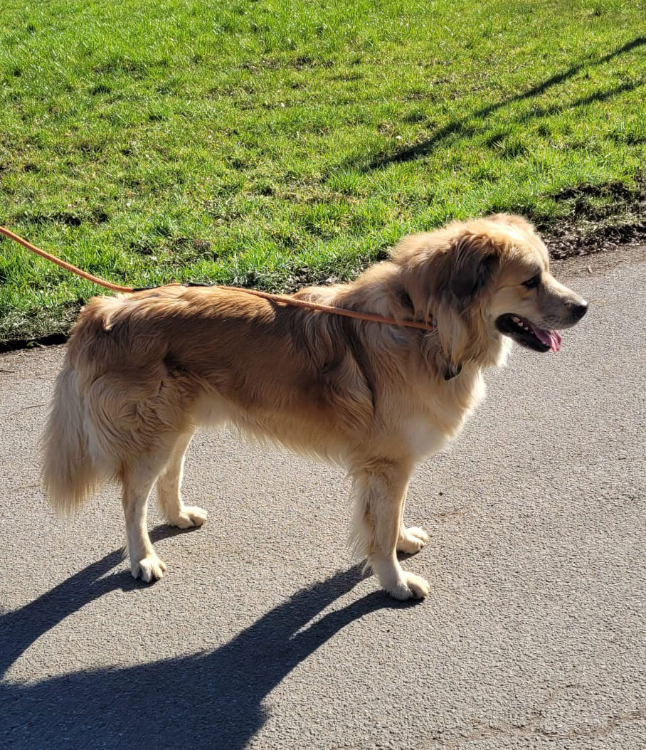 Astor Vermittlungsportal der Hilfe für HSH e.V.