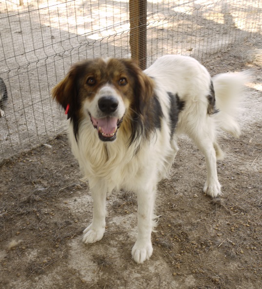 Aslan Vermittlungsportal der Hilfe für HSH e.V.