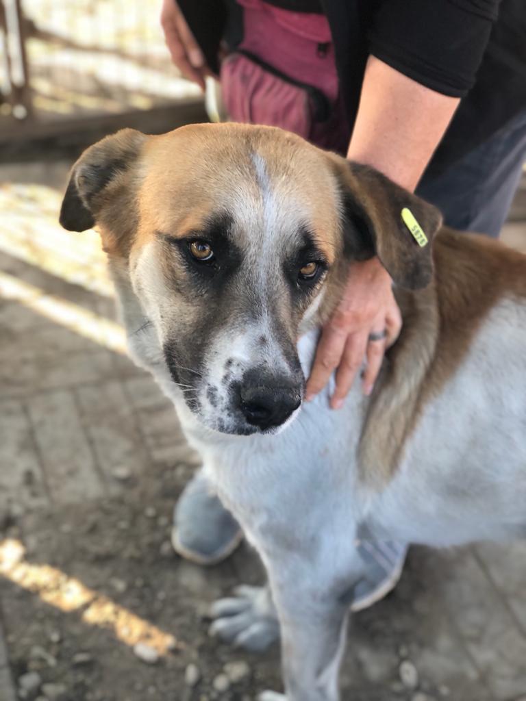 Tassilo Vermittlungsportal der Hilfe für HSH e.V.