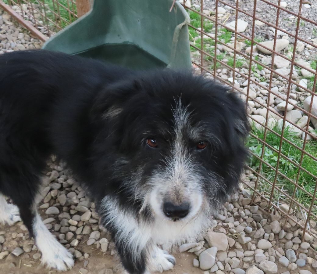 Billy Vermittlungsportal der Hilfe für HSH e.V.