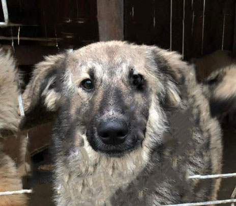 Nuala Vermittlungsportal der Hilfe für HSH e.V.