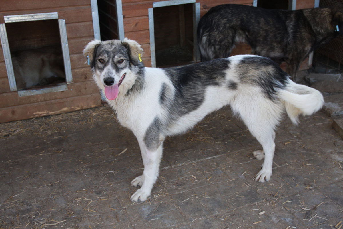 Luzzie Vermittlungsportal der Hilfe für HSH e.V.