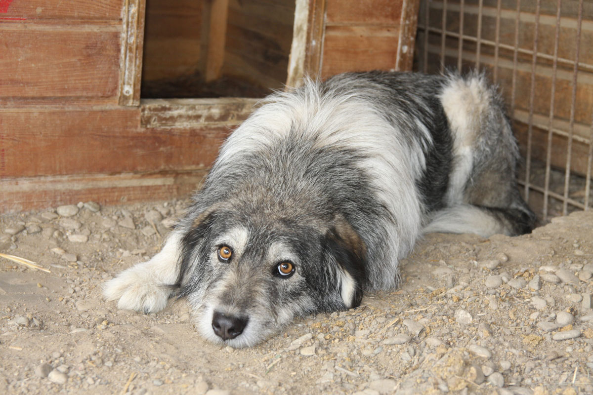 Shella Vermittlungsportal der Hilfe für HSH e.V.