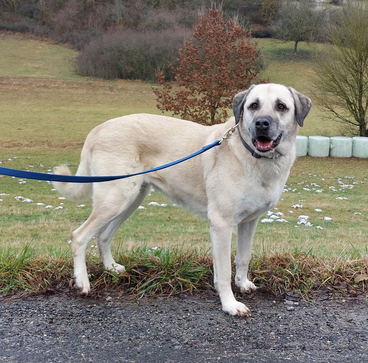 Ayla Vermittlungsportal der Hilfe für HSH e.V.