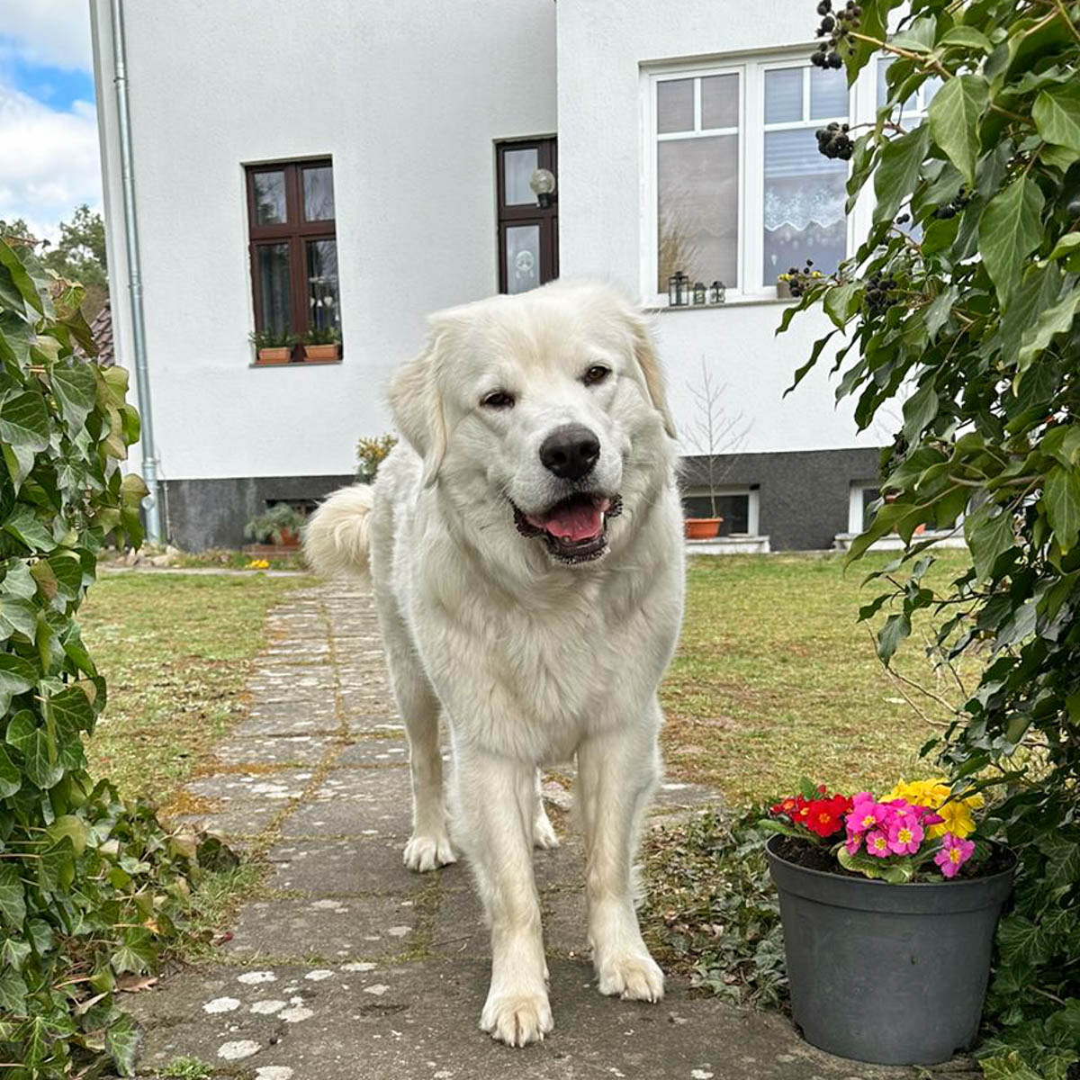 Gerda | Vermittlungsportal der Hilfe für HSH e.V.