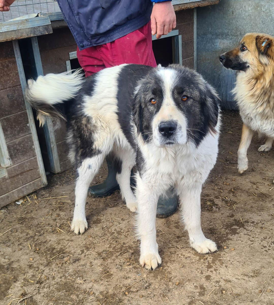 Bertha Vermittlungsportal der Hilfe für HSH e.V.