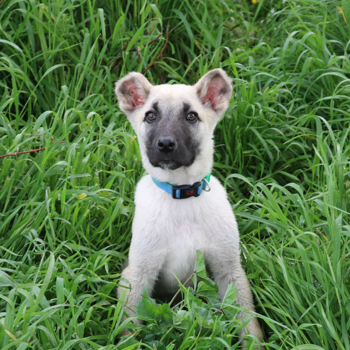 Angelo Vermittlungsportal der Hilfe für HSH e.V.