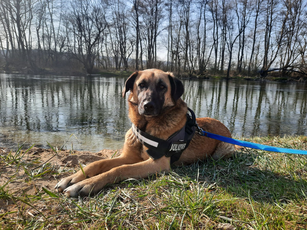Mila Vermittlungsportal der Hilfe für HSH e.V.