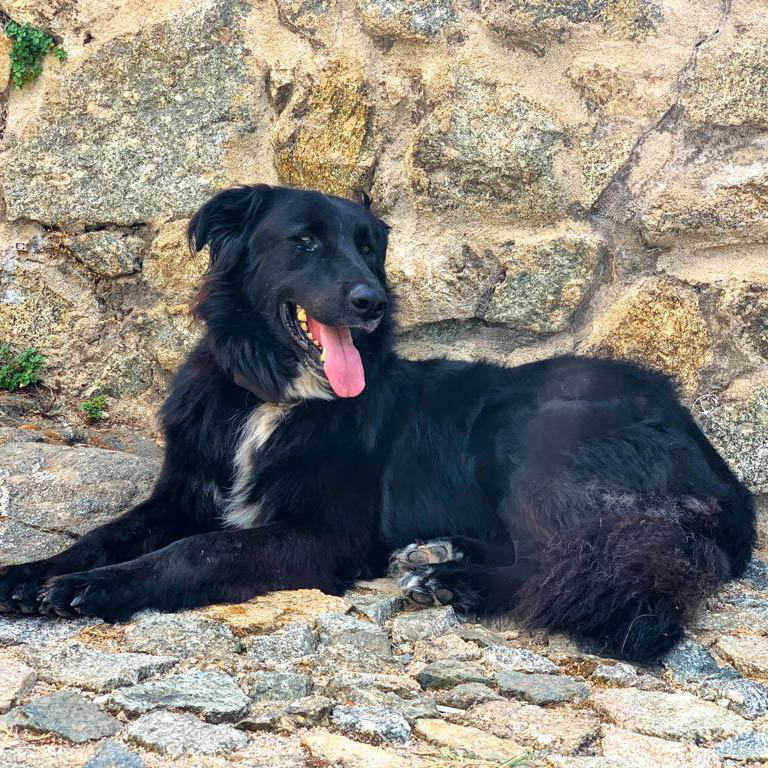 Achill Vermittlungsportal der Hilfe für HSH e.V.