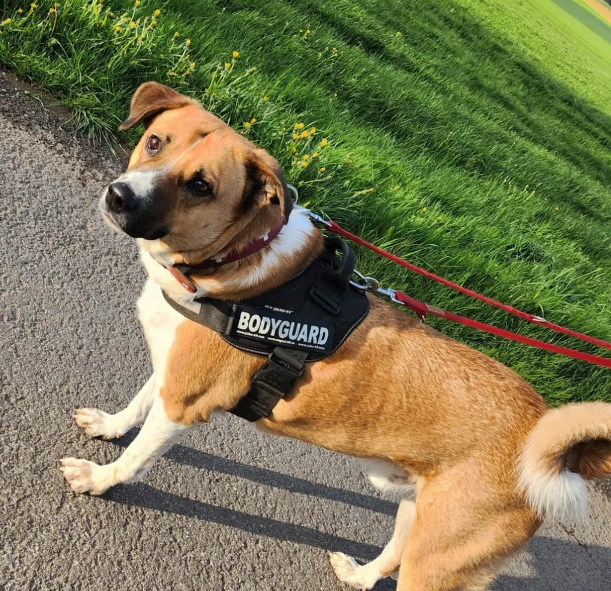 Casper Vermittlungsportal der Hilfe für HSH e.V.