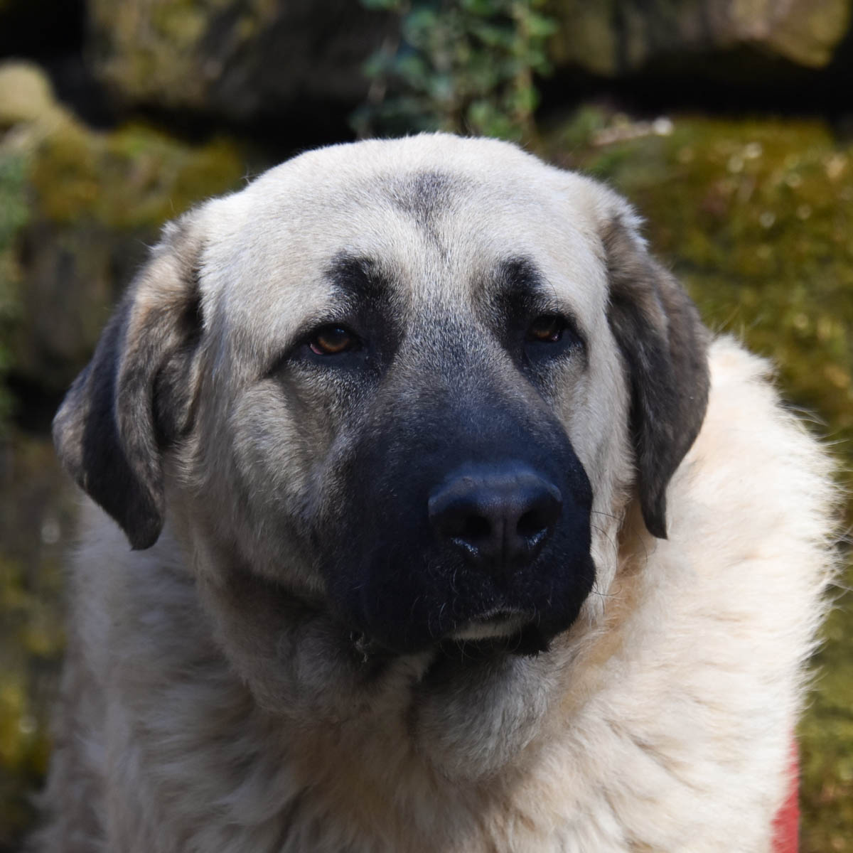 Pablo Vermittlungsportal der Hilfe für HSH e.V.