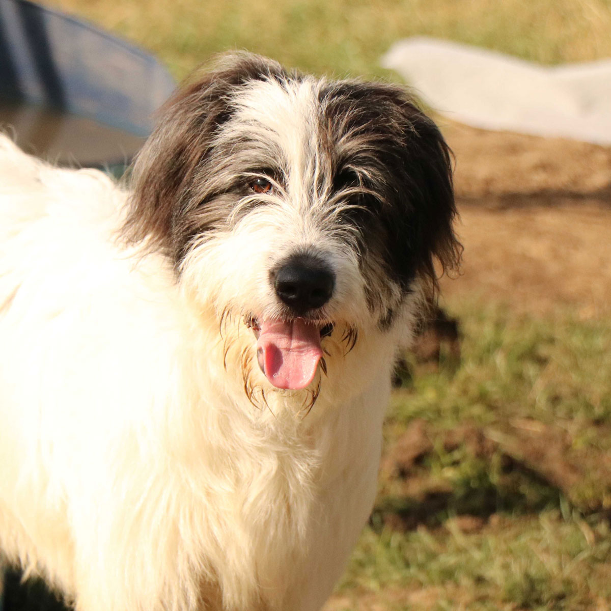 Colin Vermittlungsportal der Hilfe für HSH e.V.
