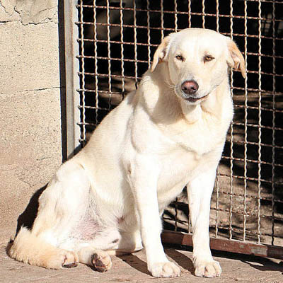 Geremia Vermittlungsportal der Hilfe für HSH e.V.