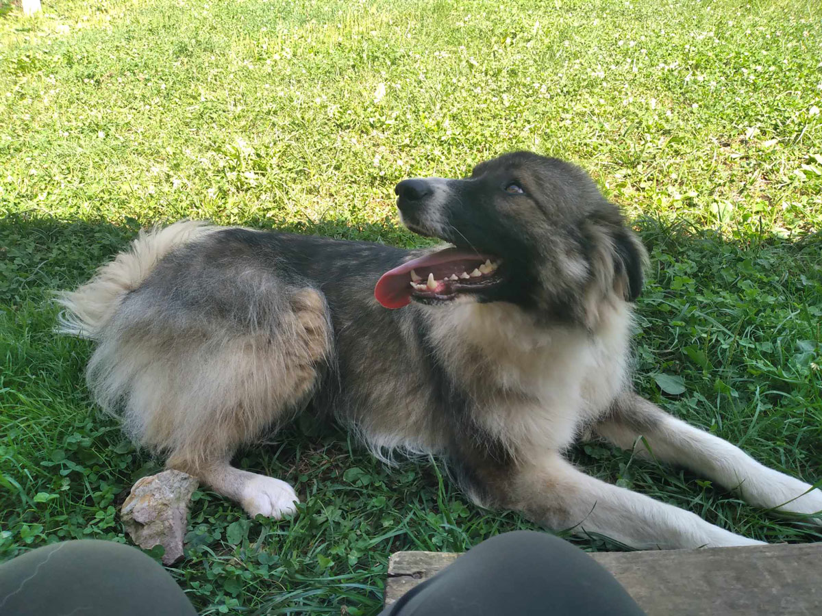 Mirko 2 Vermittlungsportal der Hilfe für HSH e.V.