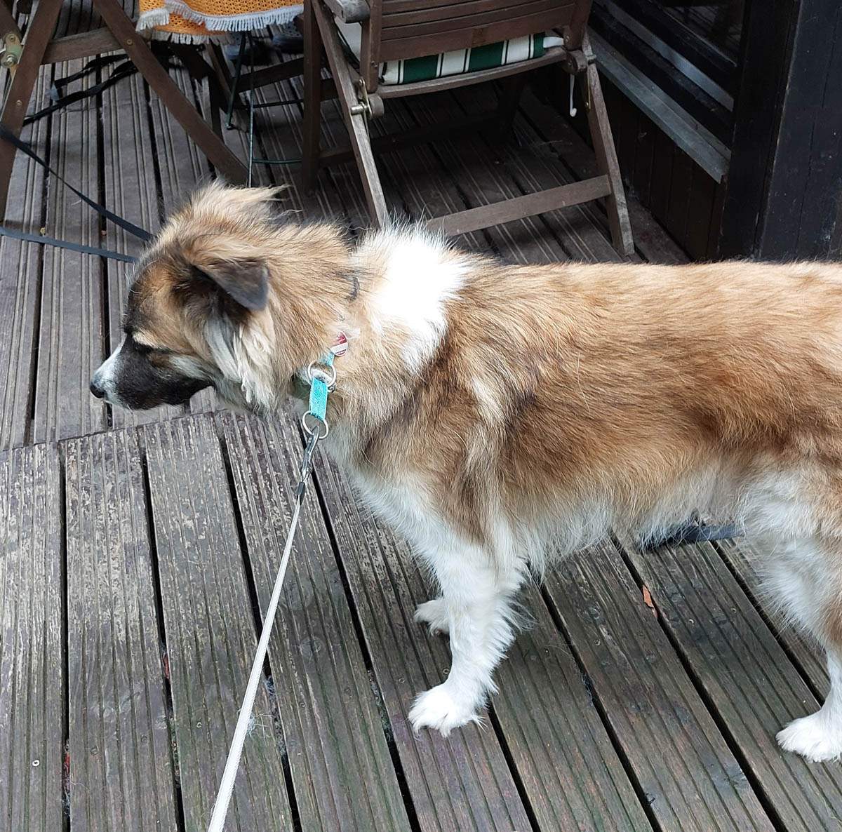 Buddy | Vermittlungsportal der Hilfe für HSH e.V.