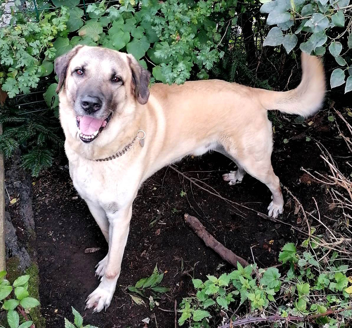 Surak Vermittlungsportal der Hilfe für HSH e.V.