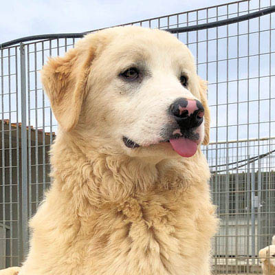 Stanley Vermittlungsportal der Hilfe für HSH e.V.
