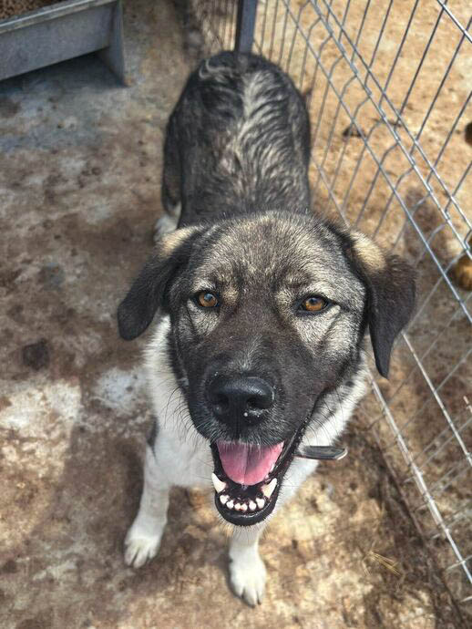 Mare Vermittlungsportal der Hilfe für HSH e.V.