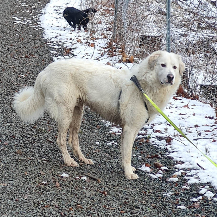Jago Vermittlungsportal der Hilfe für HSH e.V.