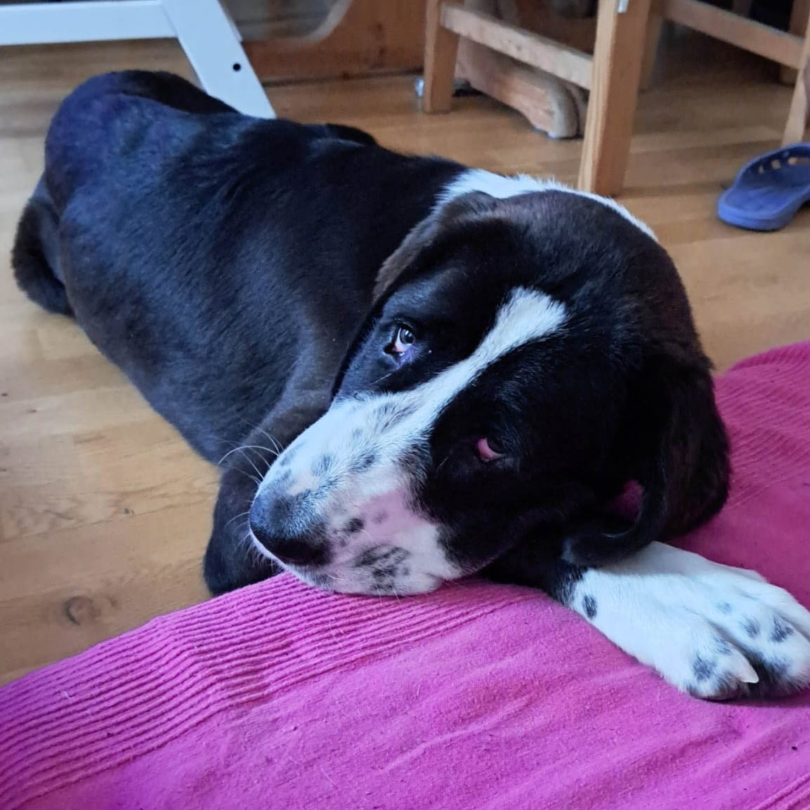 Lotti Vermittlungsportal der Hilfe für HSH e.V.