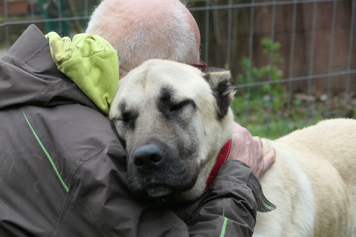 Ela Vermittlungsportal der Hilfe für HSH e.V.