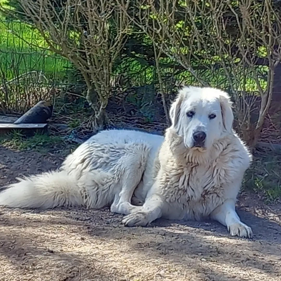 Shiva Vermittlungsportal der Hilfe für HSH e.V.