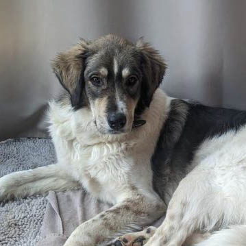 Nala Vermittlungsportal der Hilfe für HSH e.V.