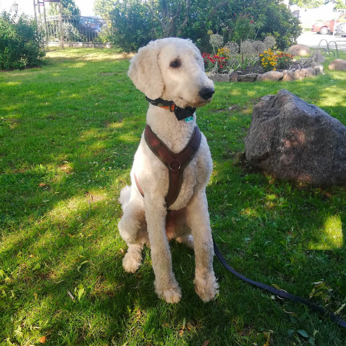 Herr Lehmann Vermittlungsportal der Hilfe für HSH e.V.