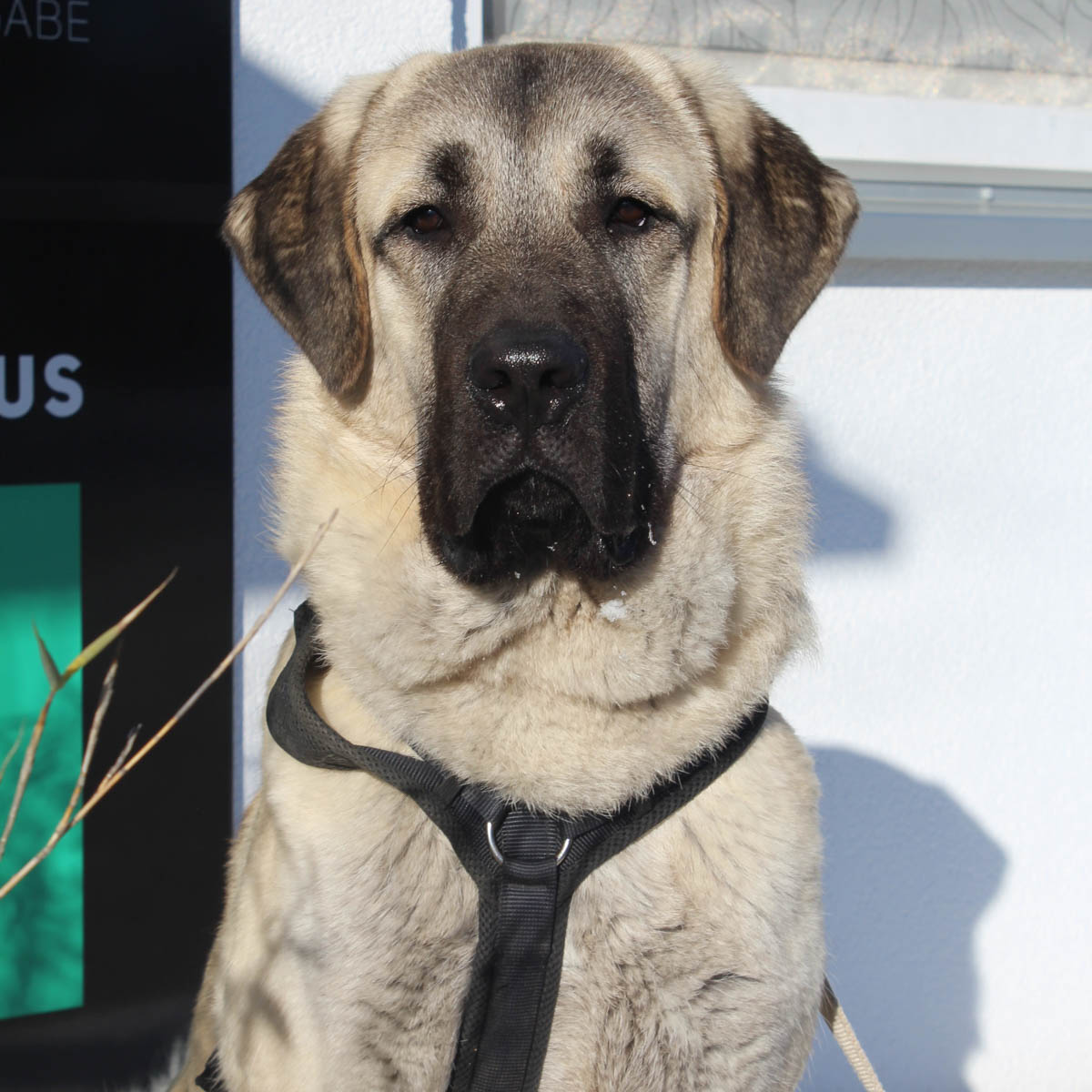 Ragnar Vermittlungsportal der Hilfe für HSH e.V.