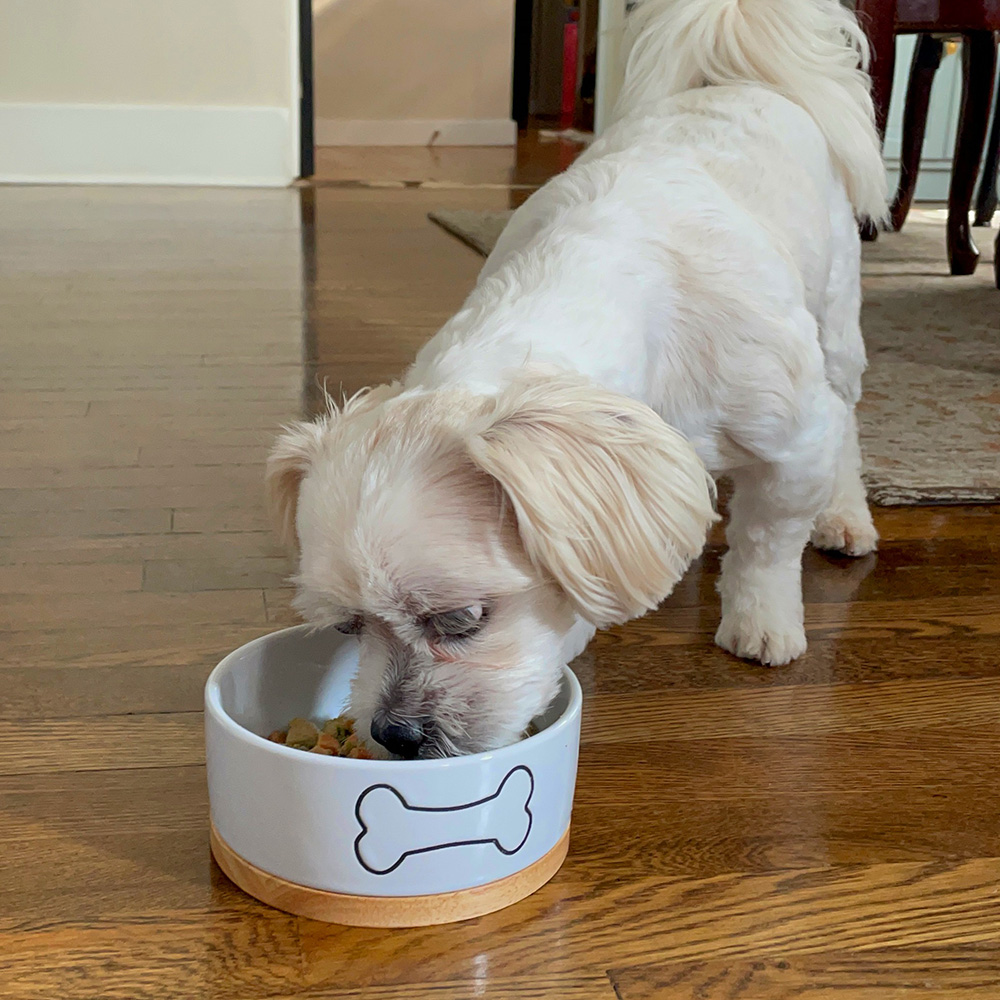 Nom Nom vs. The Farmer’s Dog vs. Ollie My Dog Reviewed All 3, But