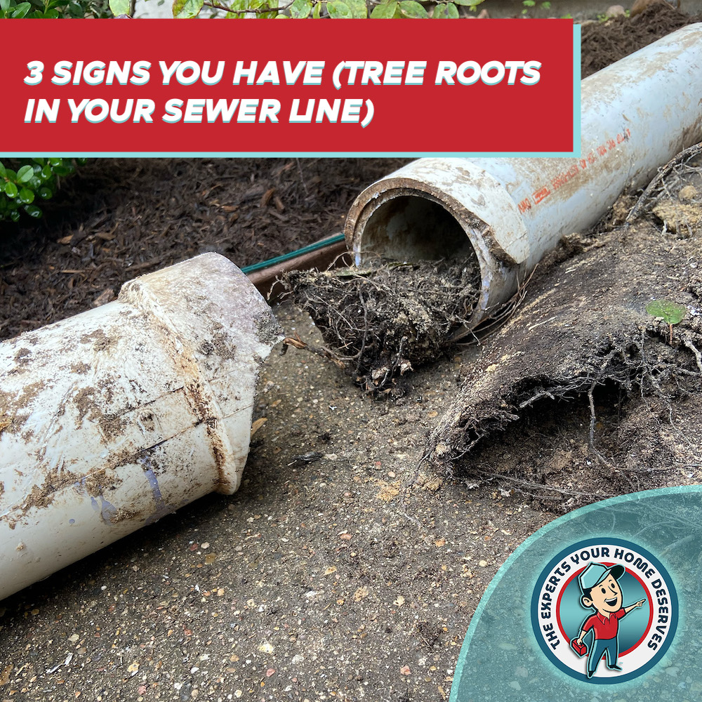 3 Signs You Have Tree Roots in Your Sewer Line Pearland Plumber