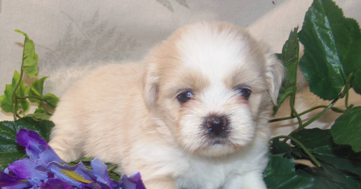 Lhasa Apso Puppies for Sale Near Me Essential Guide for New Owners