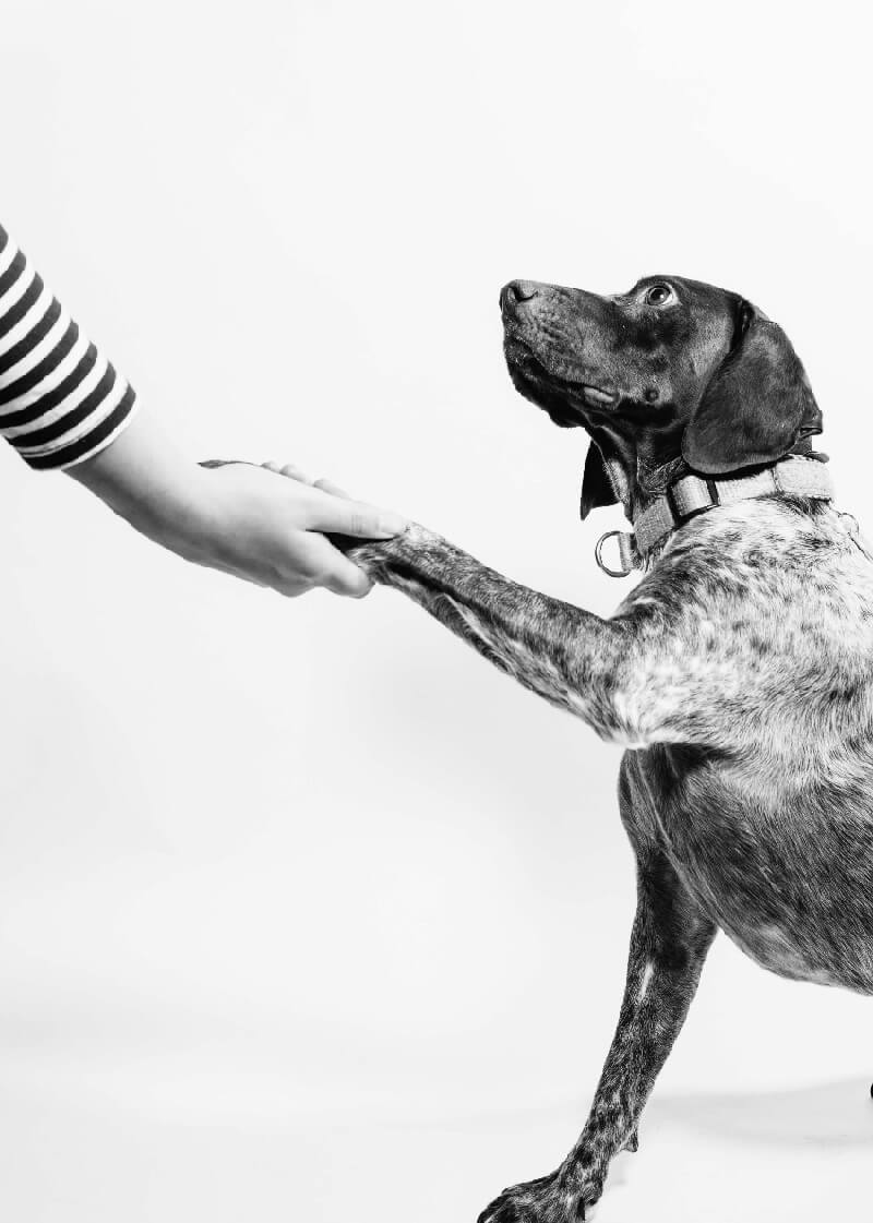 Pet Care Product Manufacturers Health Focus Manufacturers