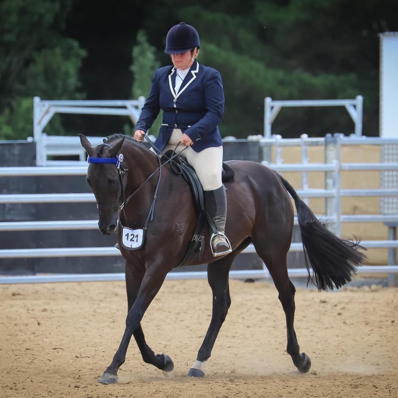 Cool In Black Horses For Sale Off The Track Horses