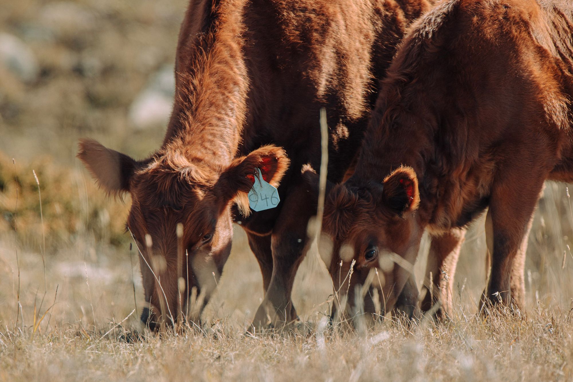 Cattle Feedlots What Are They and How Do They Work?
