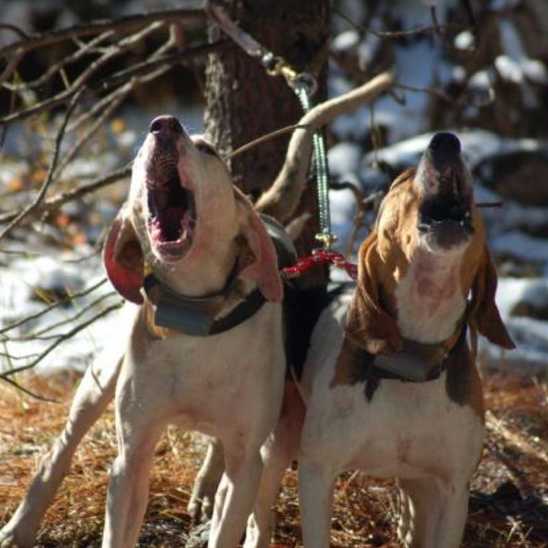 Michigan Bear Hunters Association Home