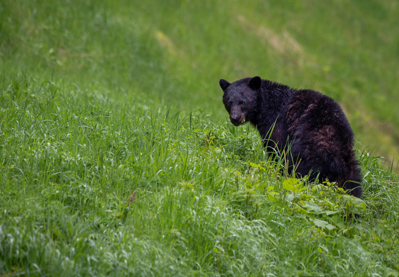 Michigan Bear Hunters Association Home