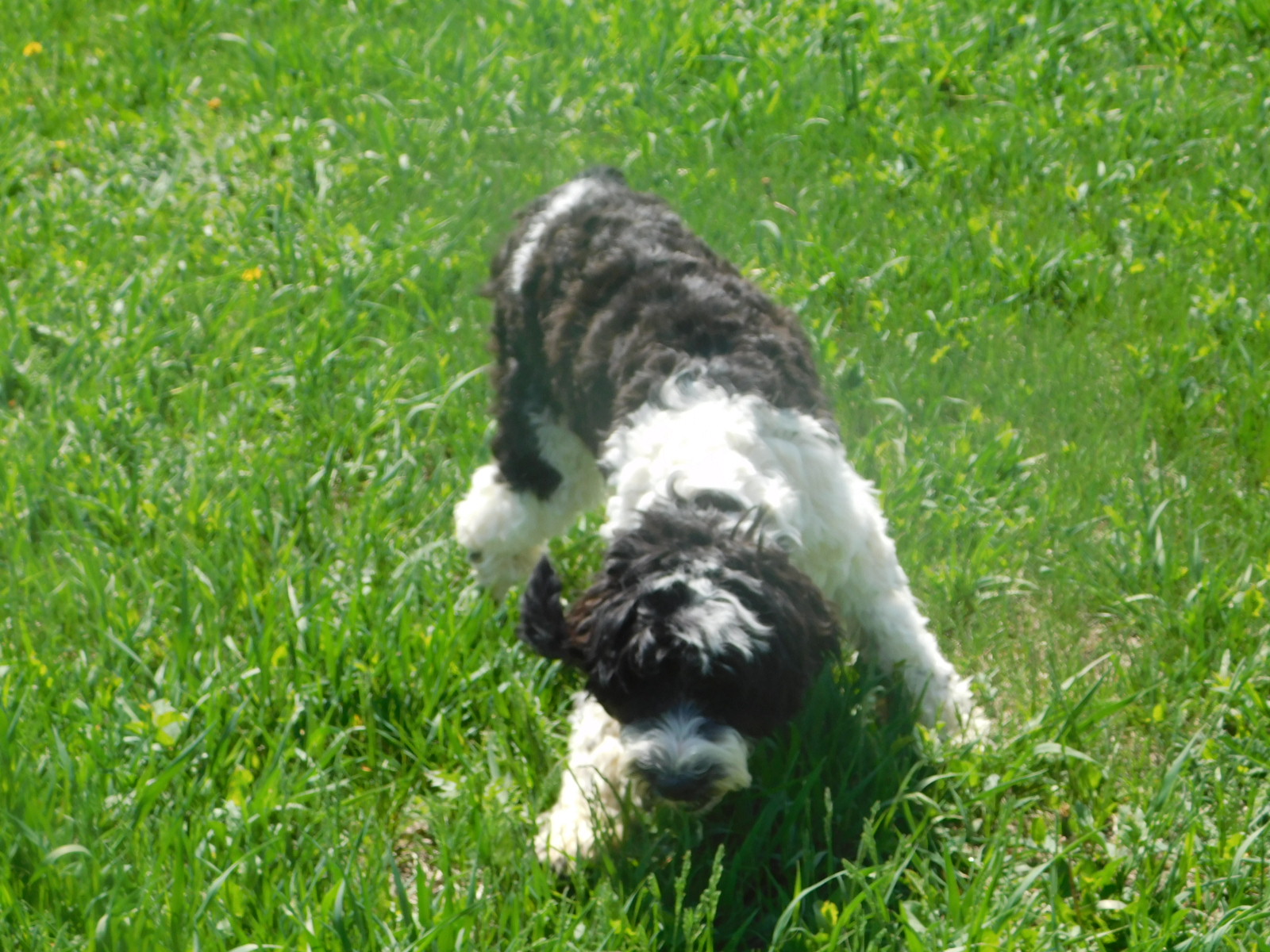 Reba Available Puppies from Countryside Kennels