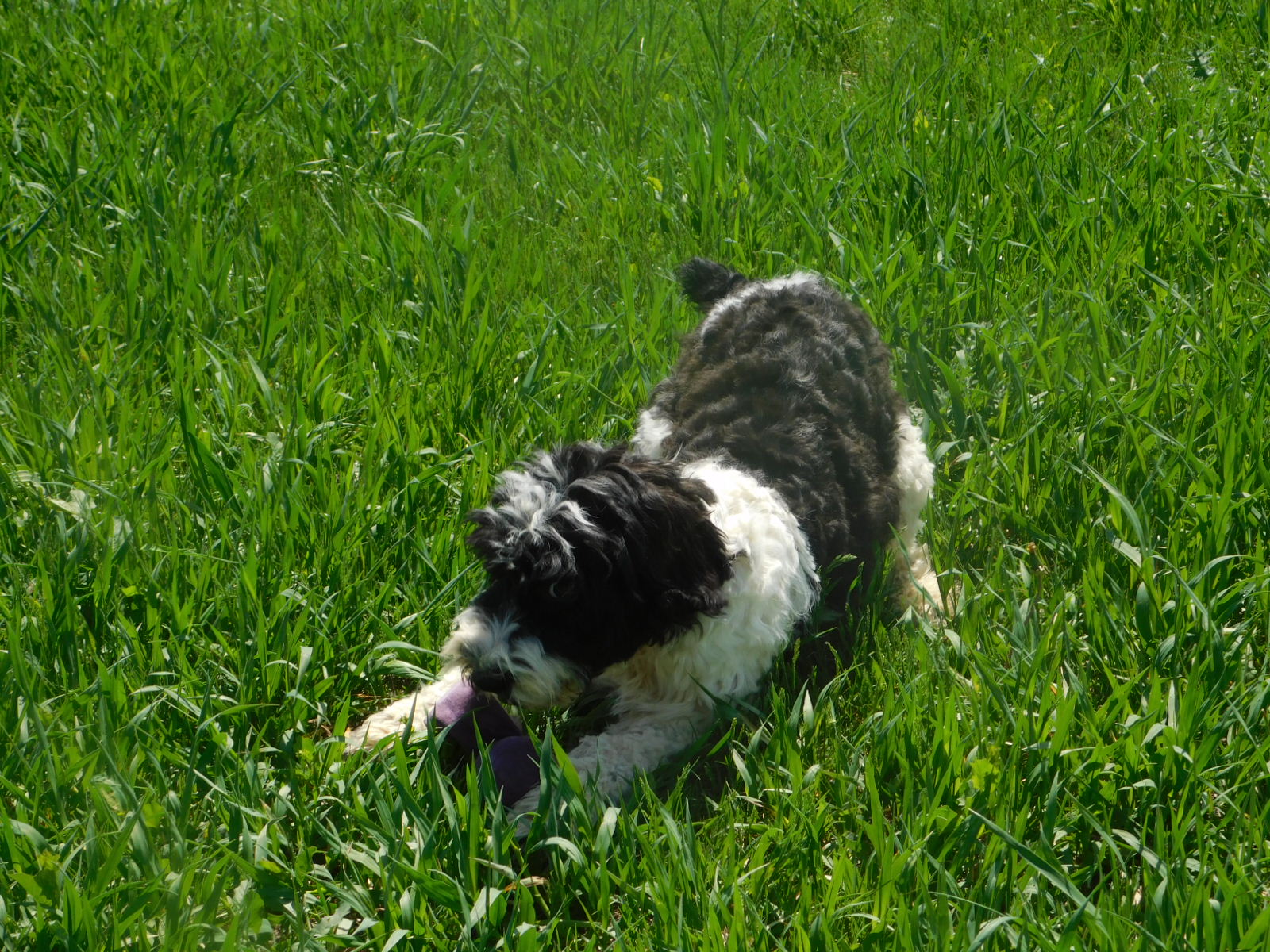 Reba Available Puppies from Countryside Kennels