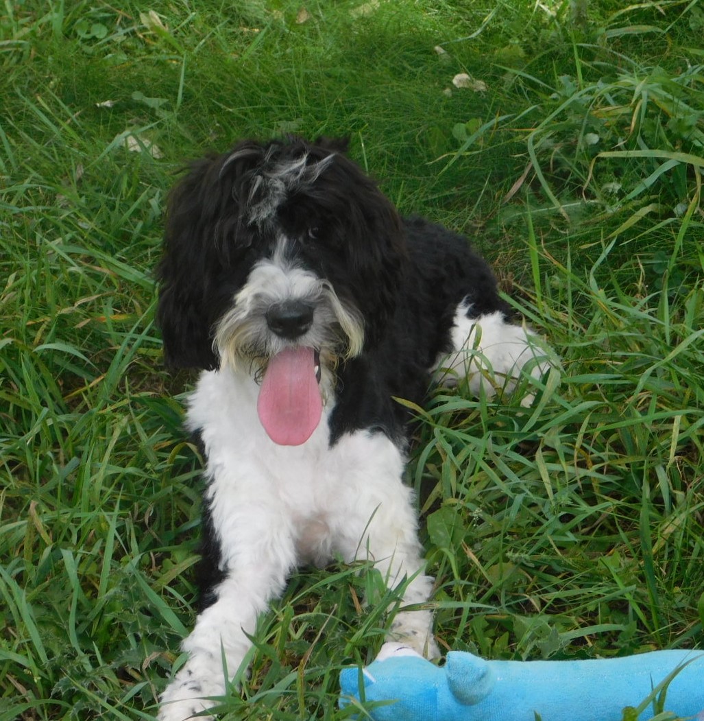 Ella Available Puppies from Countryside Kennels