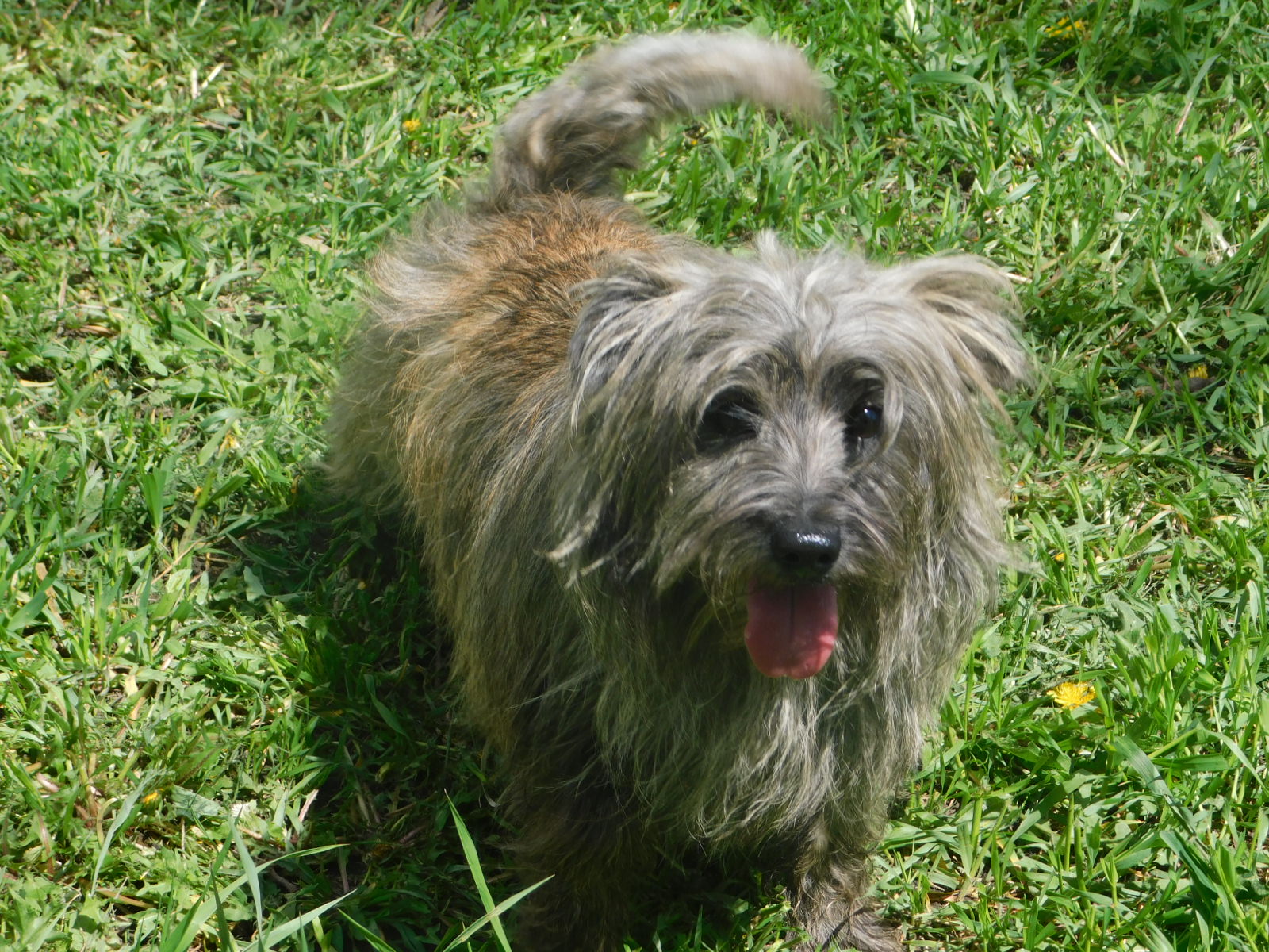 Scout Available Puppies from Countryside Kennels