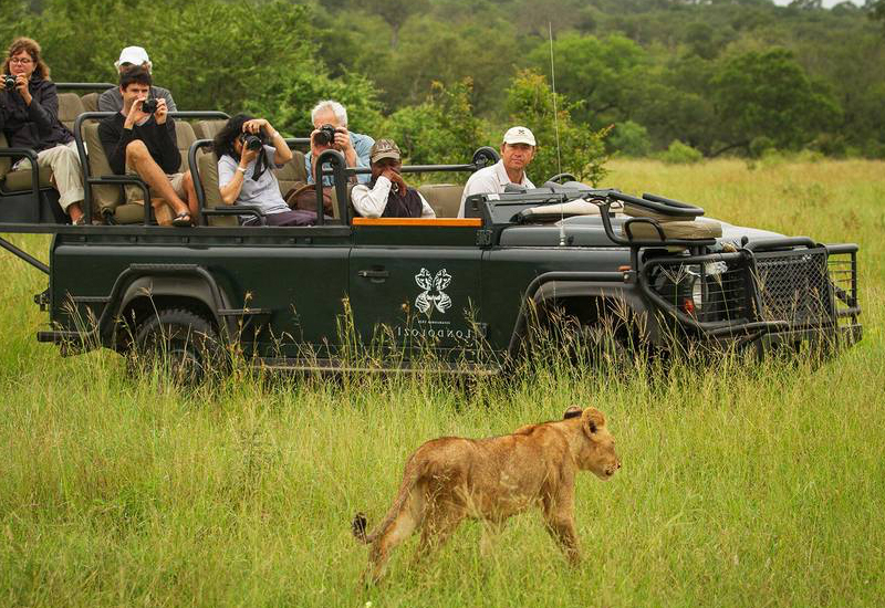Game drive Londolozi Game Reserve