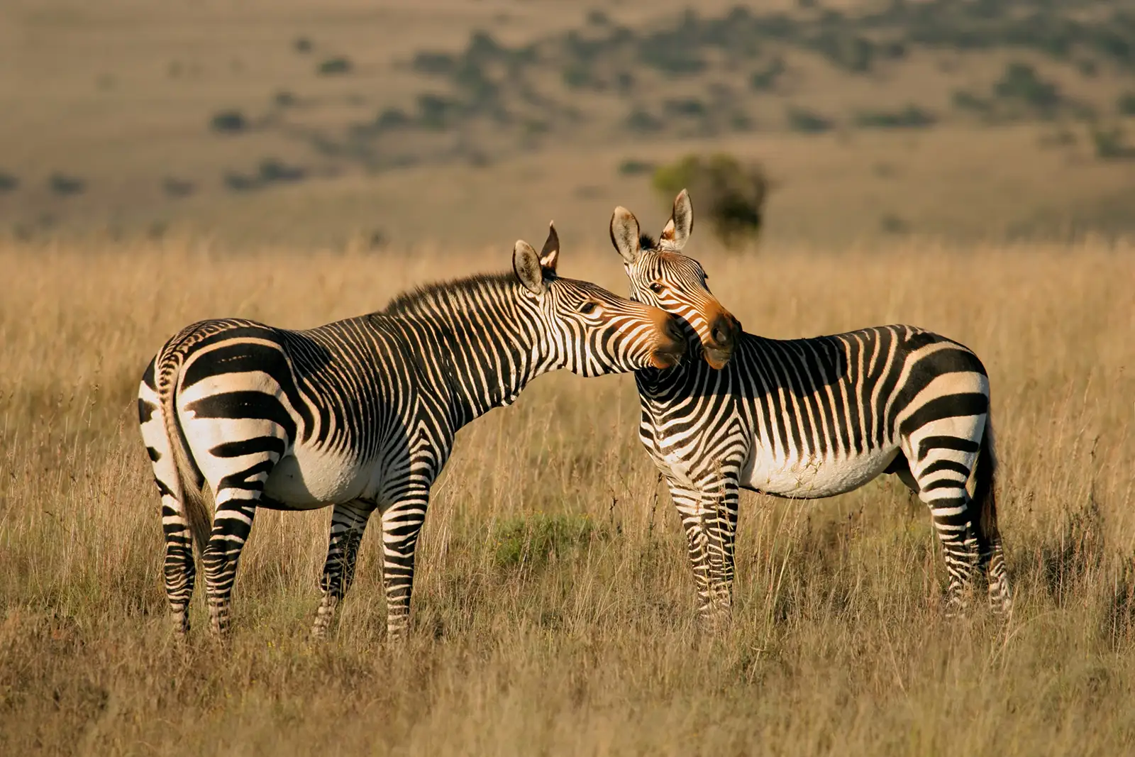 SANParks Mountain Zebra National Park Safaris Tours, packages and