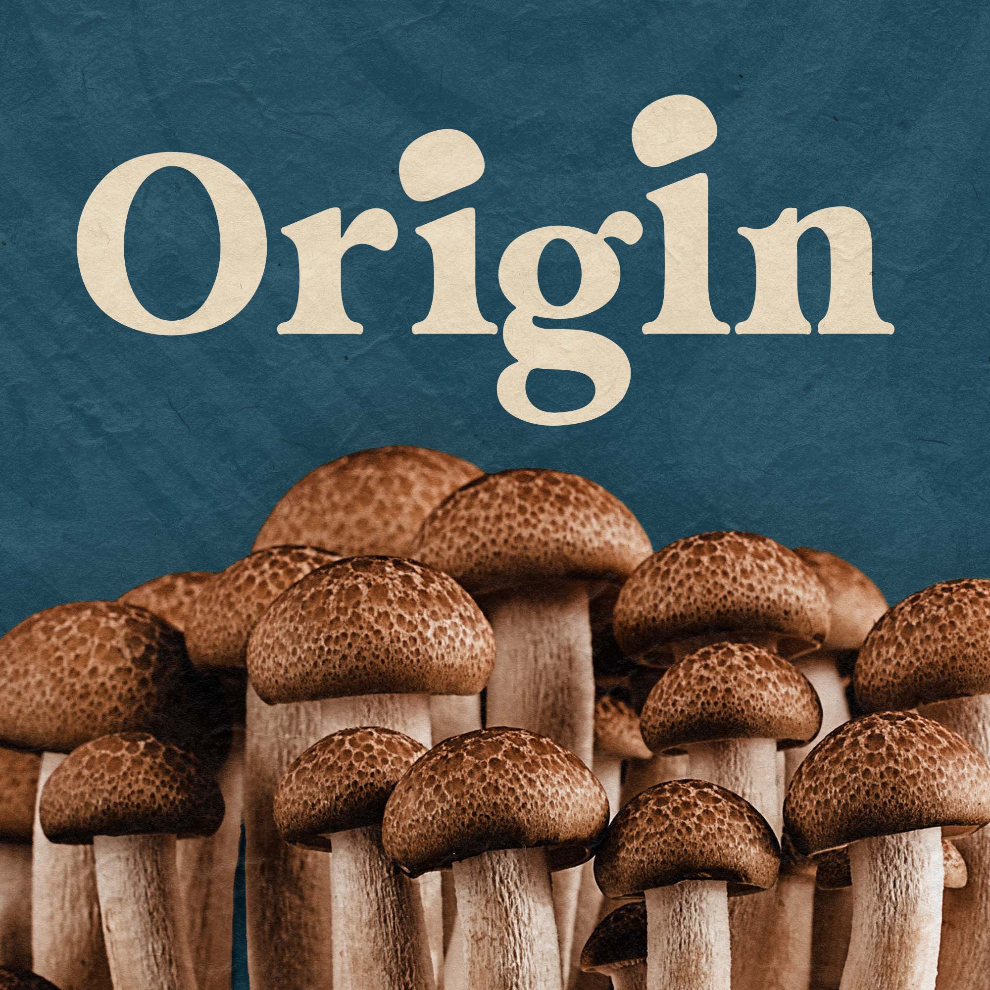 ORIGIN MUSHROOMS, Verified Shop