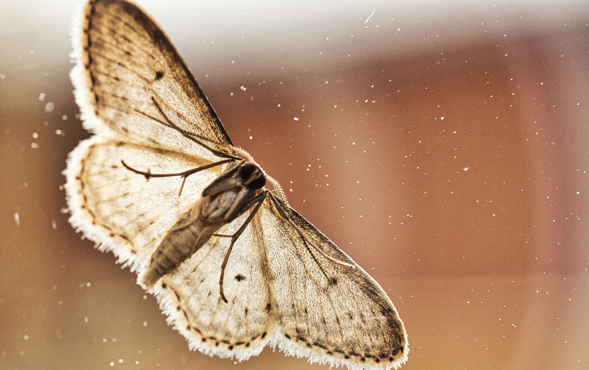 Mothball Madness The Hidden Dangers of Traditional Chemical Mothballs