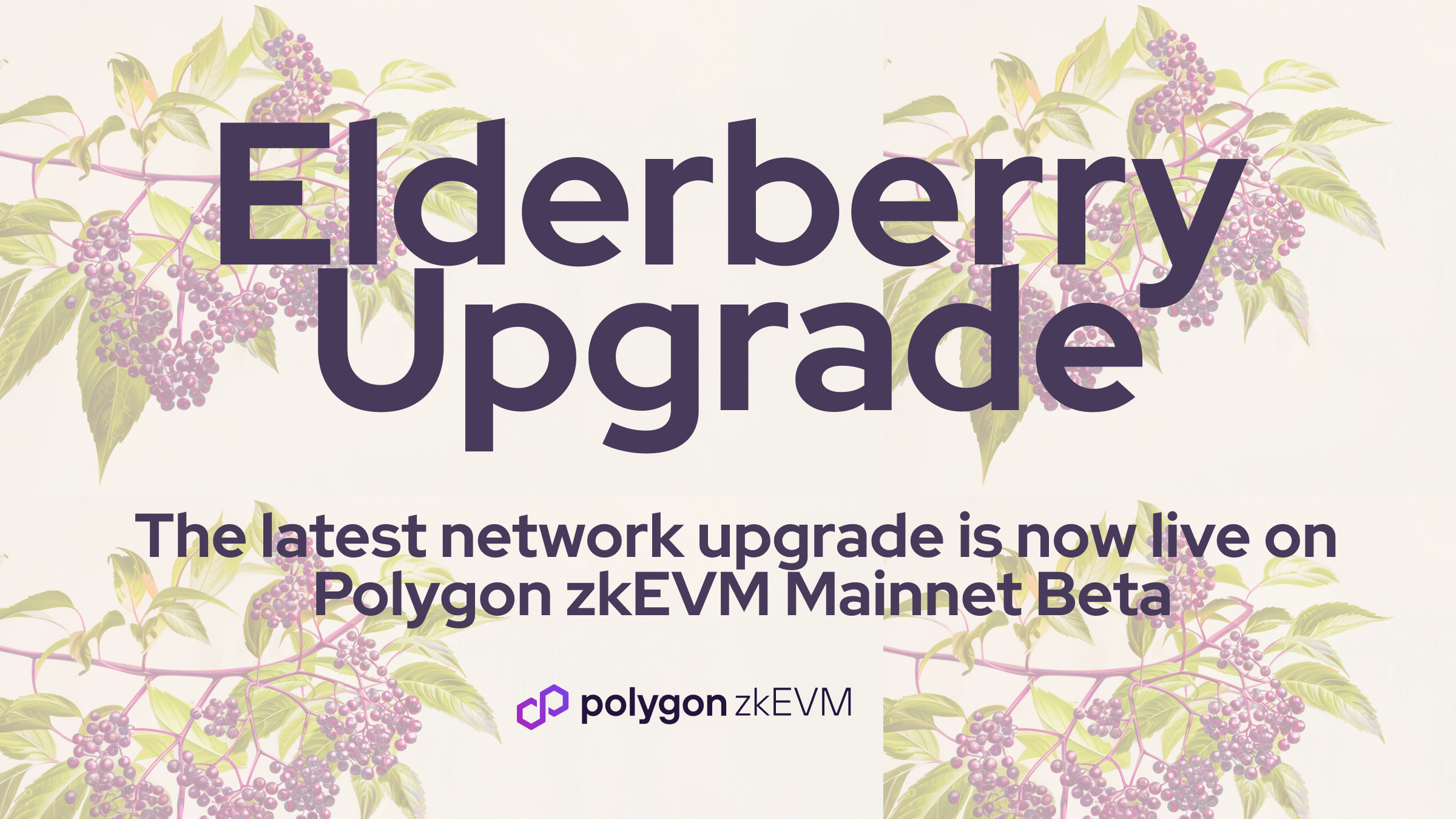 Polygon zkEVM: The Elderberry Upgrade Is Live on Mainnet