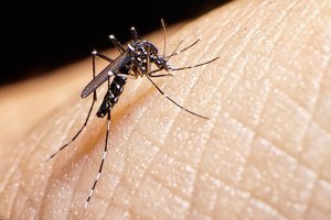 Mosquitoes & Zika Virus