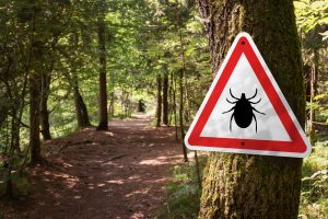 Picture of a tick warning sign on a tree in a forest.